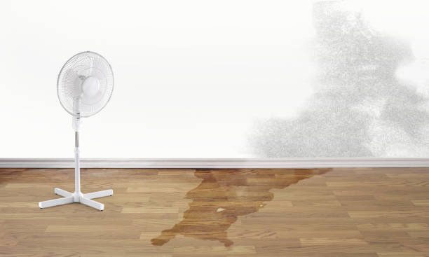 Best Water damage restoration process  in Shadyside, OH